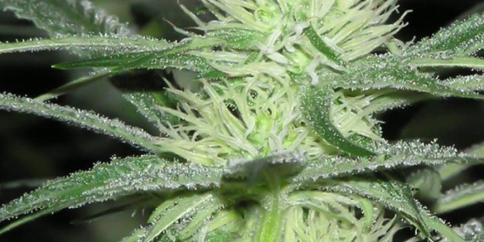 800x1280 Weed Wallpaper for Android - APK Download