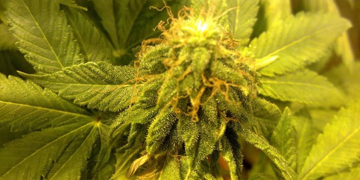 2560x1920 Marijuana Wallpapers