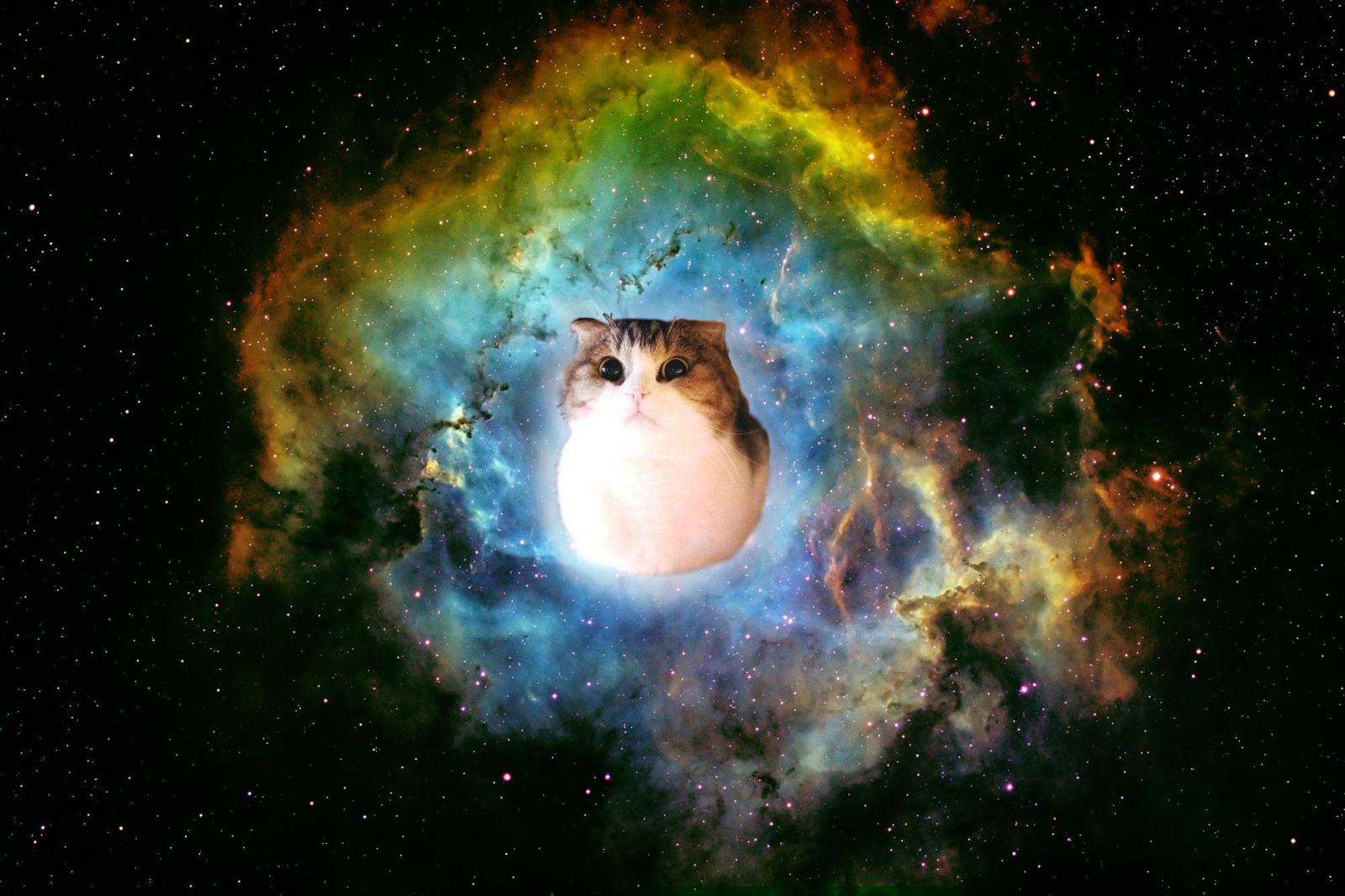 2004x1336 78+ Space Cat Wallpapers on WallpaperPlay