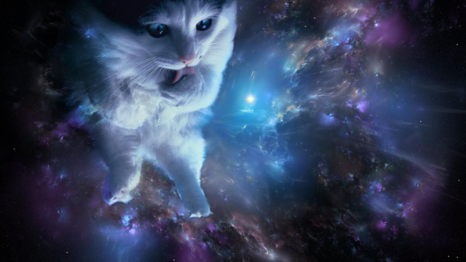 1600x900 Cat in space wallpaper 1032x774 - (#24125) - High Quality and