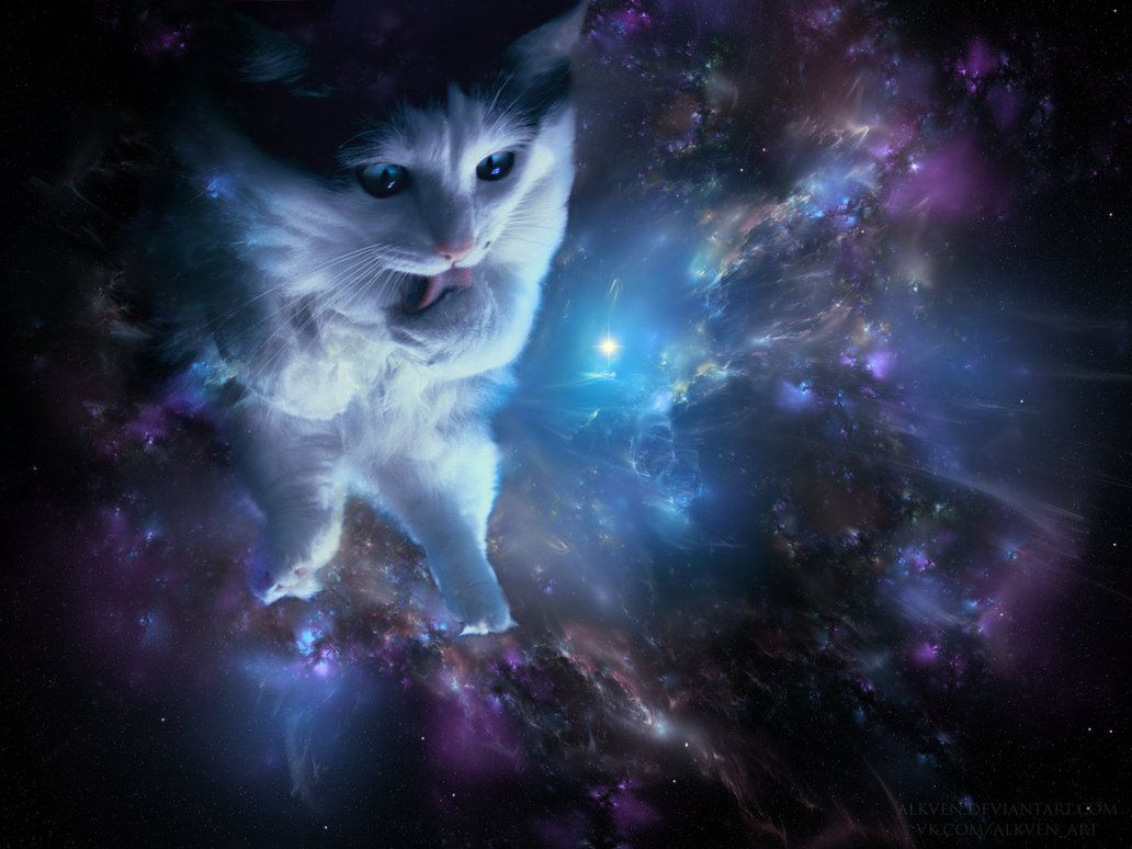 1032x774 48+] Space Cat Wallpaper on WallpaperSafari