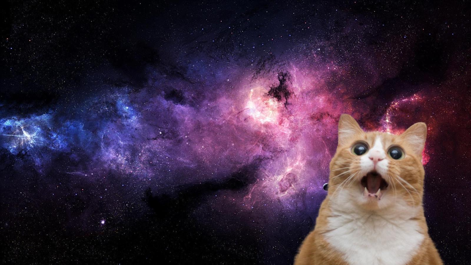 1920x1080 crazy cat wallpaper