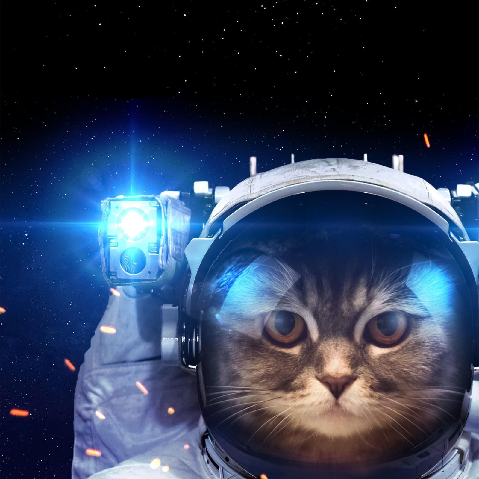 2048x2048 78+ Space Cat Wallpapers on WallpaperPlay