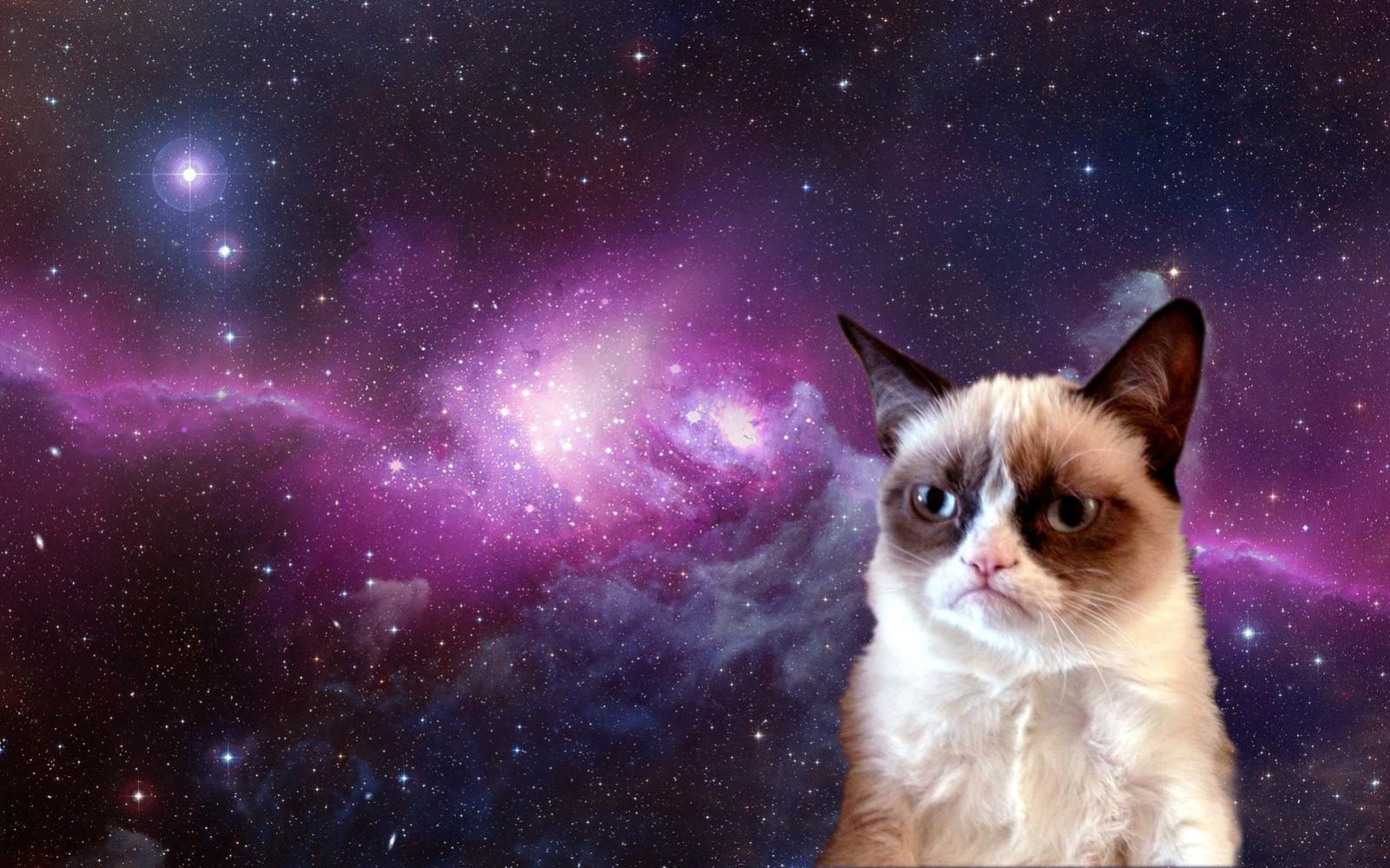 1919x1199 Grumpy Cat in Space [1920x1200] | Life is good---not! (Tard the
