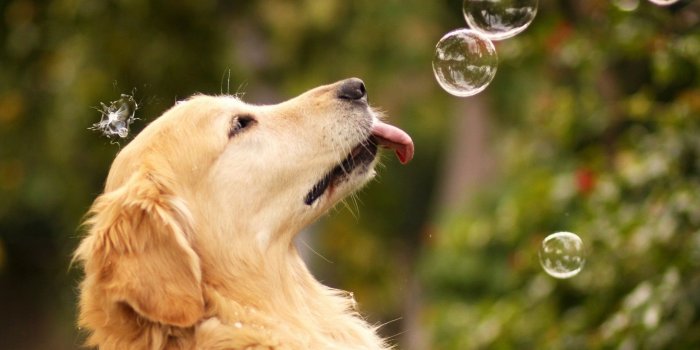 1920x1200 68+ Dog Desktop Wallpapers on WallpaperPlay