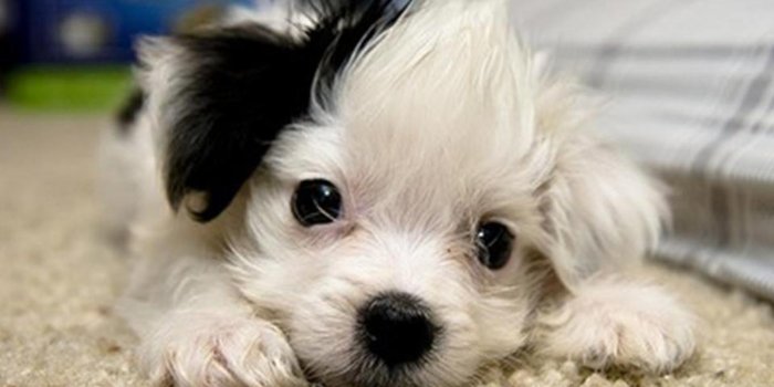 1280x800 Free Puppy Wallpapers For Computer