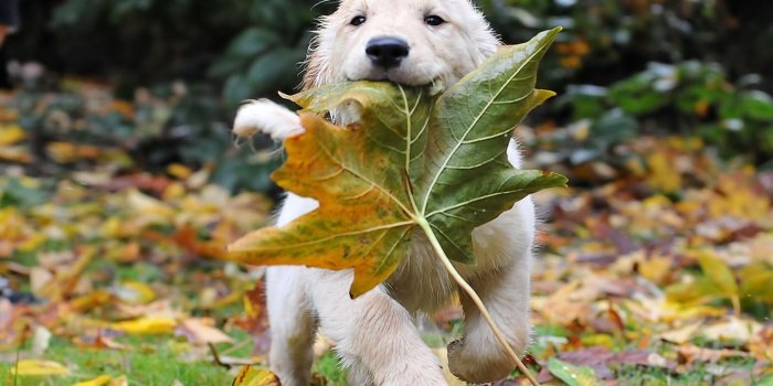 1366x768 Puppy Desktop Wallpapers - Top Free Puppy Desktop Backgrounds