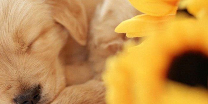 1080x1920 iPhone X Wallpaper Cute Puppies | iPhoneWallpapers | Cute puppy