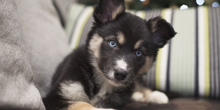 3840x2563 2725060 3840x2563 puppy 4k pc wallpaper free | Animal | Tokkoro.com