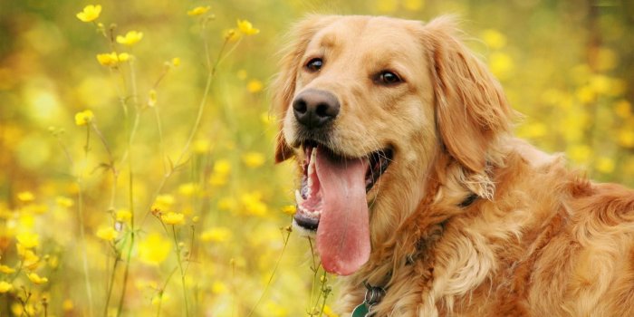 1920x1080 68+ Dog Desktop Wallpapers on WallpaperPlay