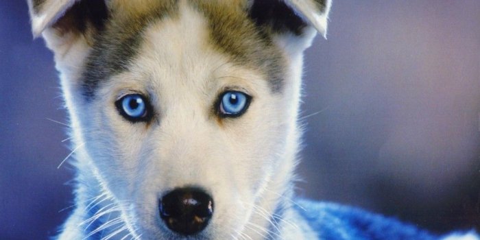 1024x768 77+] Puppy Wallpaper on WallpaperSafari