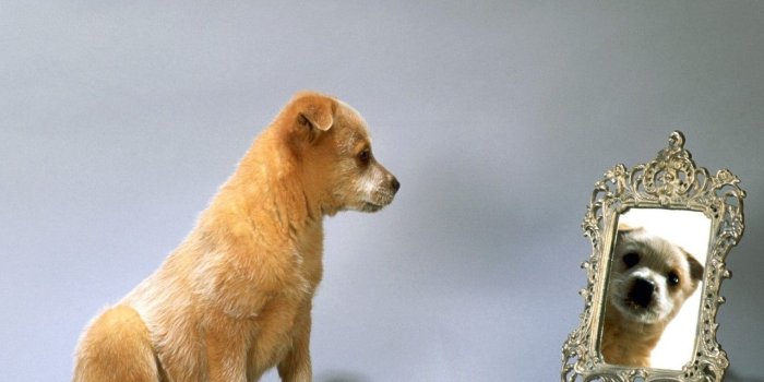 1280x1024 Animals Zoo Park: Cute Dogs Wallpapers for Desktop, Cute Puppy