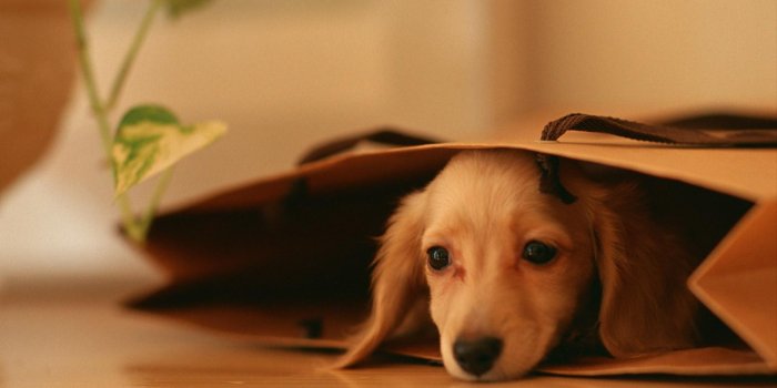 1920x1200 High Resolution Puppy Backgrounds for Free