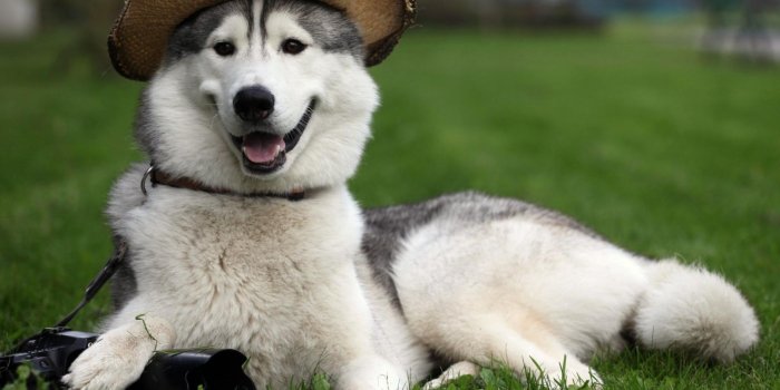 1600x1200 Alaskan Malamute HD Wallpapers | 7wallpapers.net