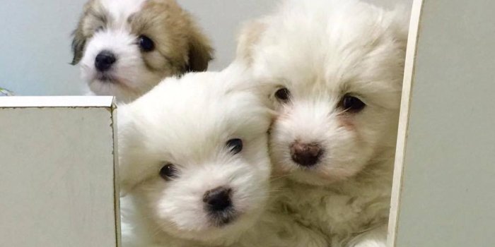 1280x1024 High Quality Dog Wallpaper For Dog Lovers – Cute Puppies Now