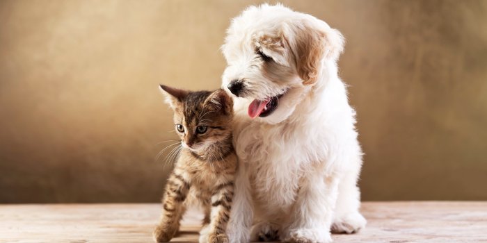 3840x2539 2639450 3840x2539 puppy 4k pc wallpaper free | Animal | Tokkoro.com