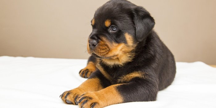 3840x2160 Rottweiler Puppy Wallpaper - iPhone, Android & Desktop Backgrounds