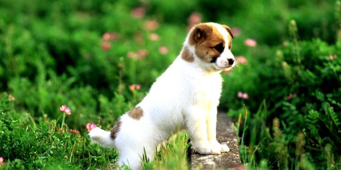 1920x1080 Puppy wallpapers 1920x1080 Full HD (1080p) desktop backgrounds