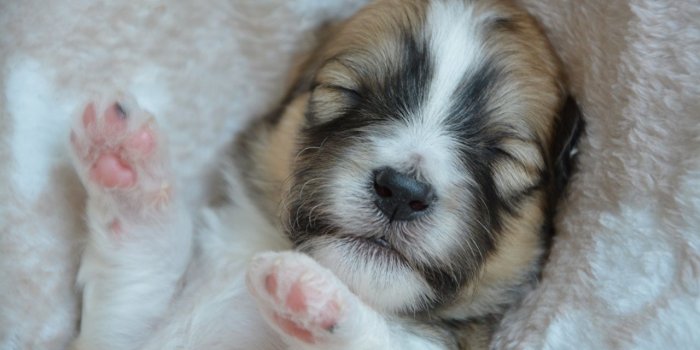 1280x853 Desktop Wallpapers puppies Dogs Sleep Paws Snout animal Closeup