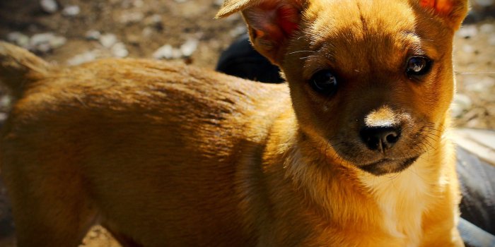 2560x2048 Download hd 2560x2048 Puppy PC wallpaper ID:46872 for free