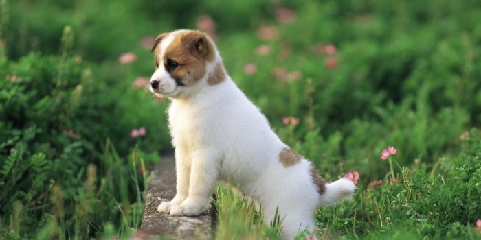 1920x1080 68+ Dog Desktop Wallpapers on WallpaperPlay