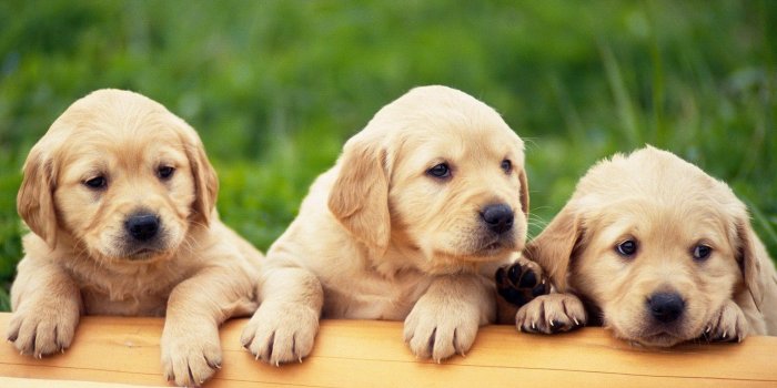 1920x1080 Hd Cute Puppy Backgrounds Wallpaper Wiki Latest Wallpapers Of