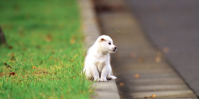 1920x1080 Cute puppies backgrounds wallpaper