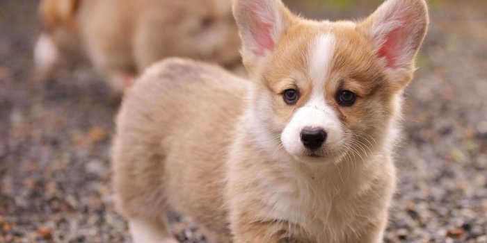 1920x1200 Puppy Wallpaper for Computer (60+ pictures)