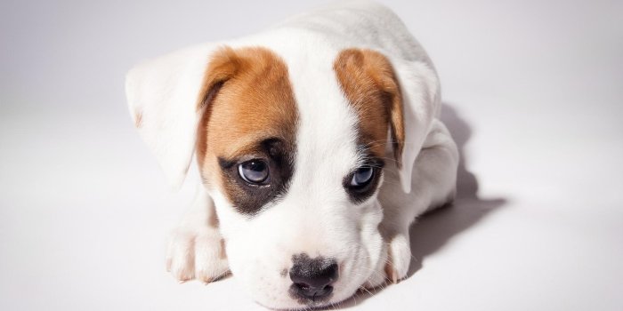 3840x2160 Cute Puppy Backgrounds Download Free HD Wallpapers, Backgrounds