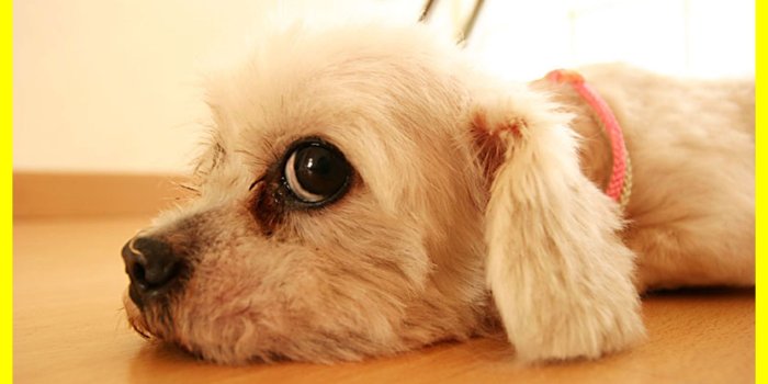 1984x1144 Puppies Cute Wallpapers (74+ background pictures)