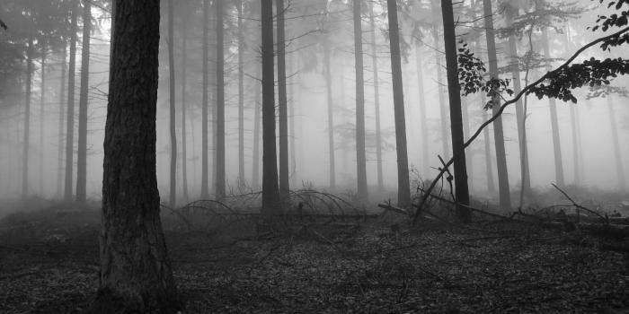 2560x1440 Spooky Forest Wallpaper (68+ images)