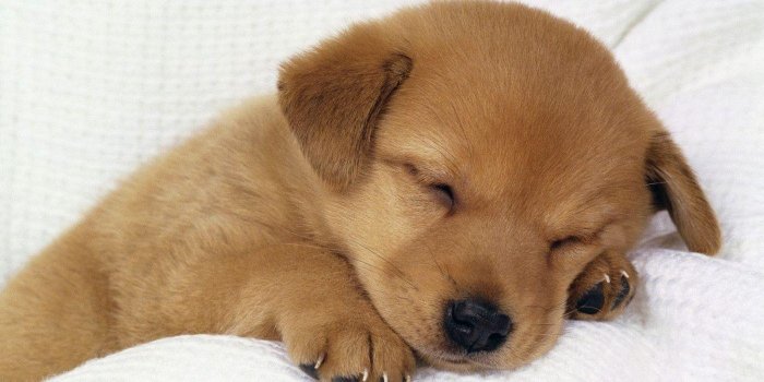 1400x1050 Puppy Backgrounds For Computer