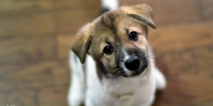 2560x1600 Cute Dogs Wallpapers (51+) Desktop Backgrounds