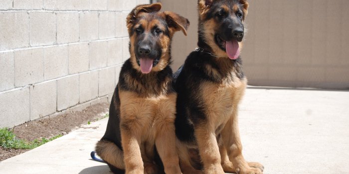 2757x1944 Wallpaper Dogs: Dog Animal Bark Puppy Pc Wallpaper Free HD 16:9 High