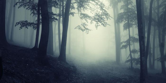 1332x850 Wallpaper road, trees, landscape, nature, fog, forest, misty, road