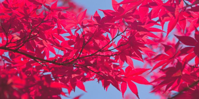 2800x2100 A Pink Autumn ❤ 4K HD Desktop Wallpaper for 4K Ultra HD TV • Wide