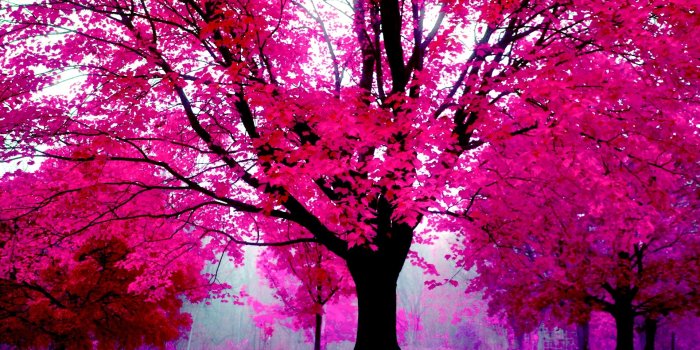 1920x1200 18628 pink desktop wallpapers