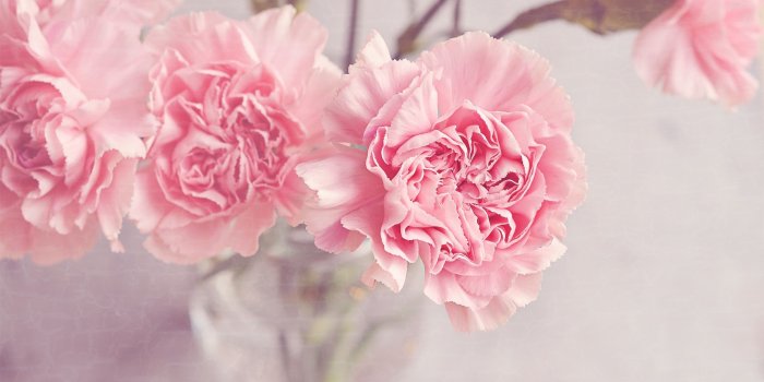 2880x1620 Light Pink Carnations Flowers in a Vase ❤ 4K HD Desktop Wallpaper