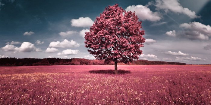 1920x1200 Pink Scenic Wallpapers - Desktop Wallpaper