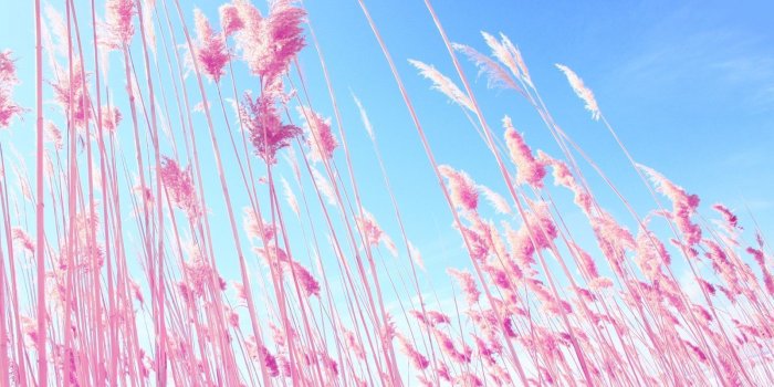 1600x900 Pink desktop backgrounds - SF Wallpaper