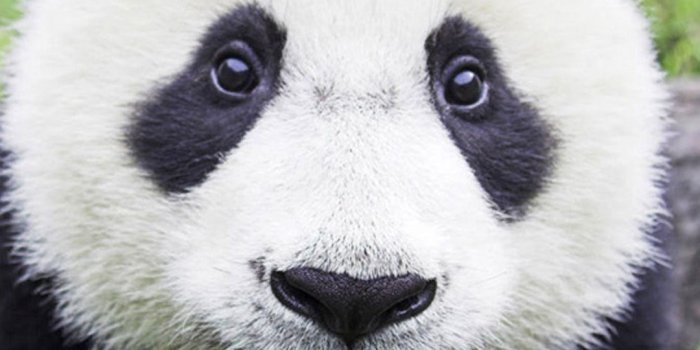 1080x1920 Baby panda Samsung Galaxy S5 Wallpapers