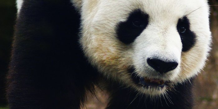 1080x1920 Panda Best New Samsung Galaxy A3 Wallpaper