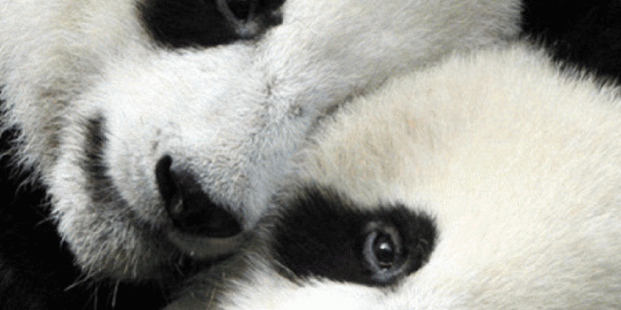 1080x1920 Cute Panda HD Wallpapers