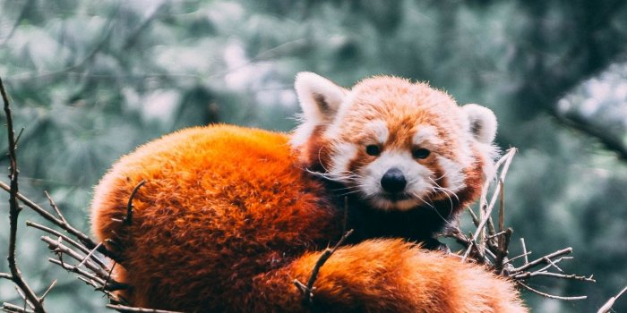 1440x2560 Download wallpaper 1440x2560 red panda, panda, wildlife qhd samsung