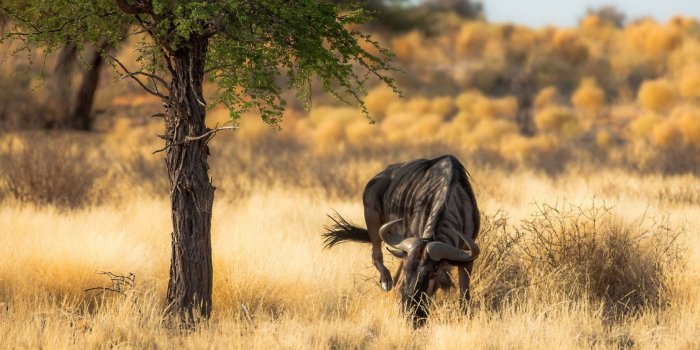 3840x2160 43+] 4K Nature Wallpaper Africa on WallpaperSafari