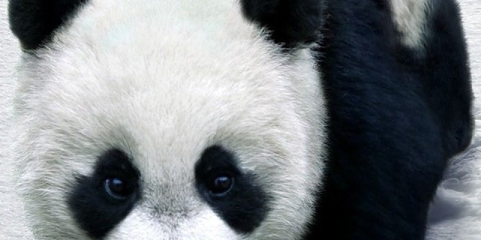 1080x1920 Galaxy Note HD Wallpapers: Panda Galaxy Note HD Wallpaper