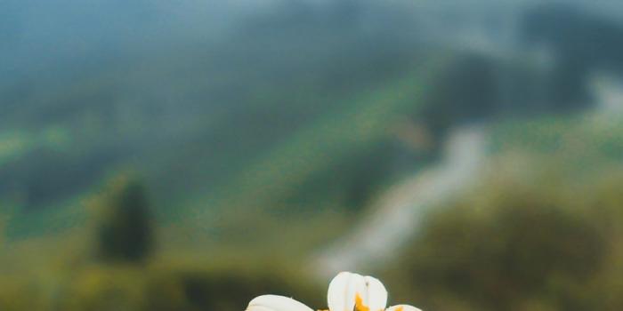 950x1689 Download Flower Nature Landscape Free Pure 4K Ultra HD Mobile Wallpaper