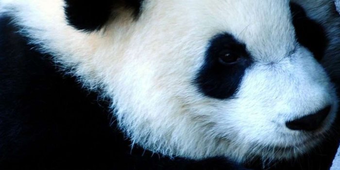 1040x1526 46+] Kawaii Panda iPhone Wallpaper on WallpaperSafari