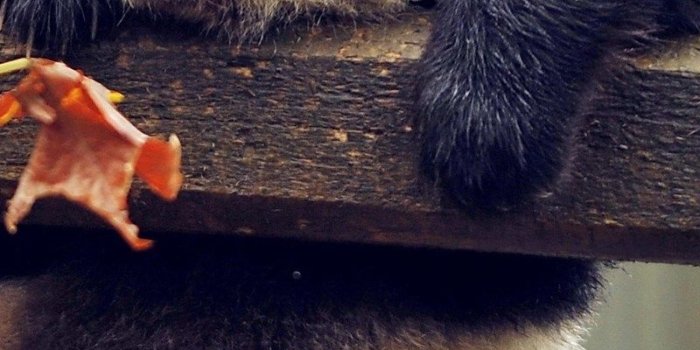 800x1280 800x1280 Cute Panda Nexus 7,Samsung Galaxy Tab 10,Note Android