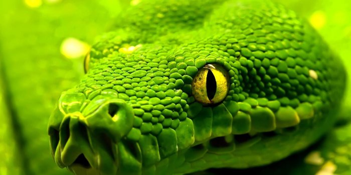 1920x1200 snake head[1920x1200] : wallpaper